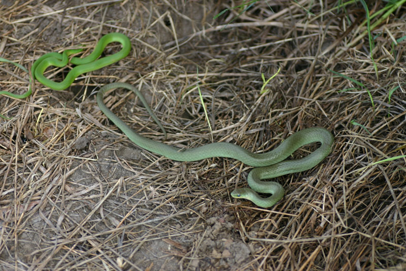Smooth Green Snake