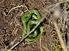 Smooth Green Snake