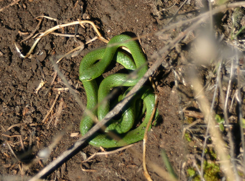 Smooth Green Snake