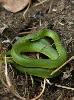 Smooth Green