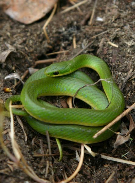 Smooth Green