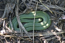 Smooth Green Snake