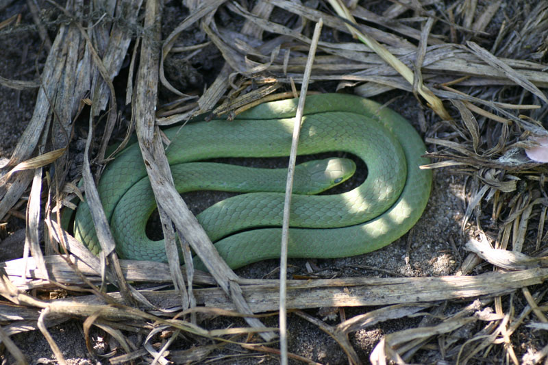 Smooth Green Snake