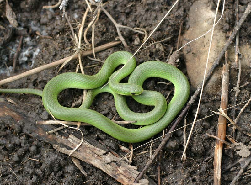 Smooth Green Snake