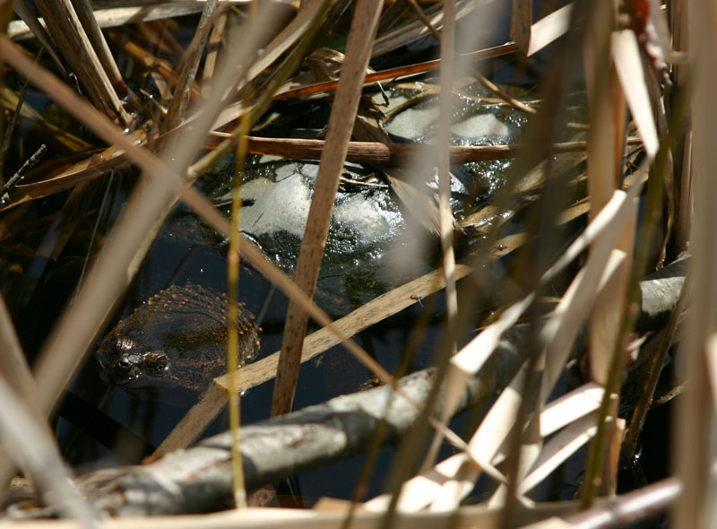 Snapping Turtle