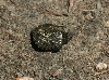 Baby Snapping Turtle