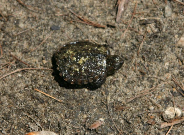 Baby Snapping Turtle