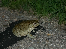 Sonoran Desert Toad