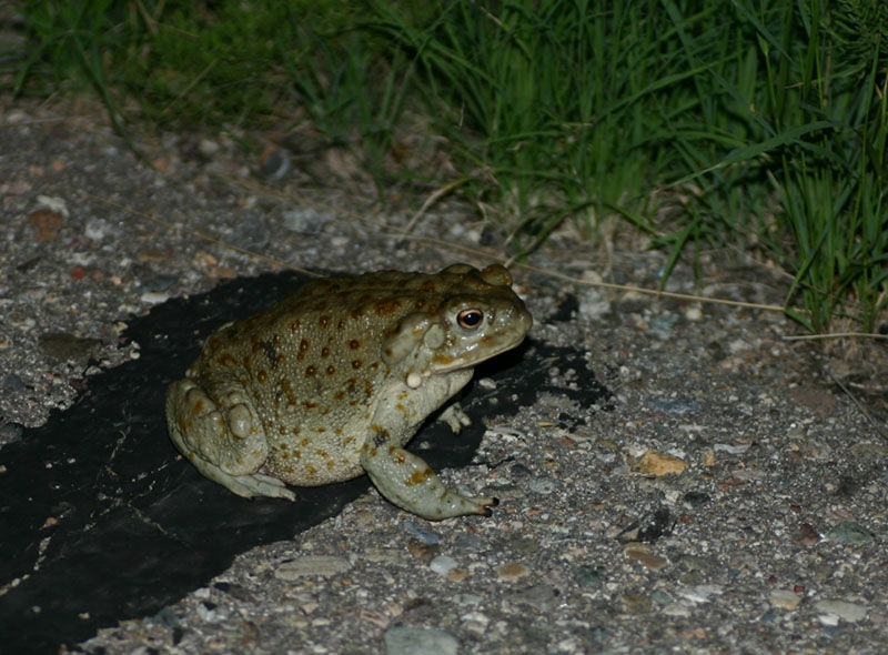 Sonoran Desert Toad