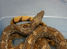Sonoran Gopher Snake