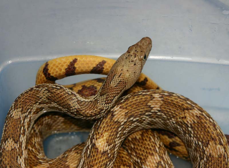 Sonoran Gopher Snake