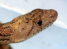 Head Shot