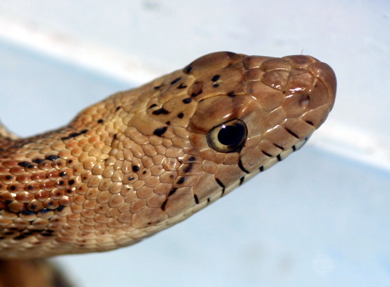 Head Shot