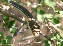 Sonoran Whipsnake