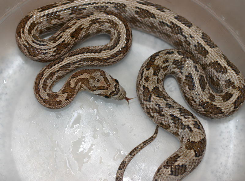 Southwestern Ratsnake