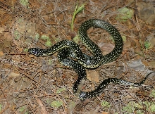 Speckled King