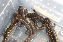 Spotted Salamanders