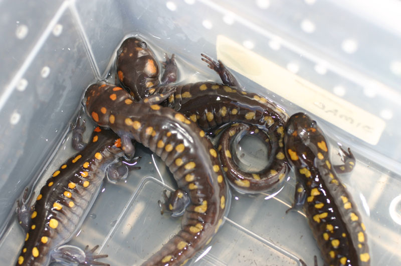 Spotted Salamanders