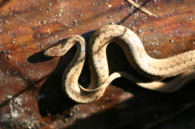 Brown Snake