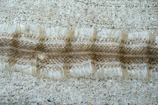 Shed Skin