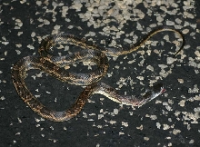 Texas Ratsnake