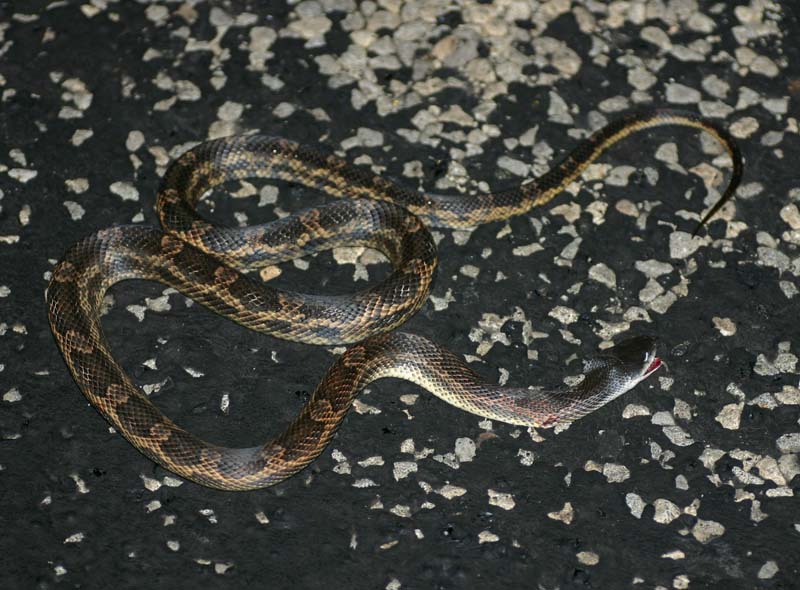 Texas Ratsnake