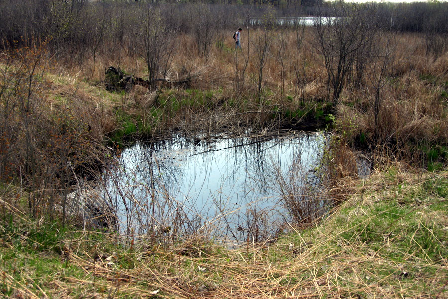 Lime Lake Fen