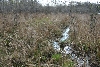 The Fen