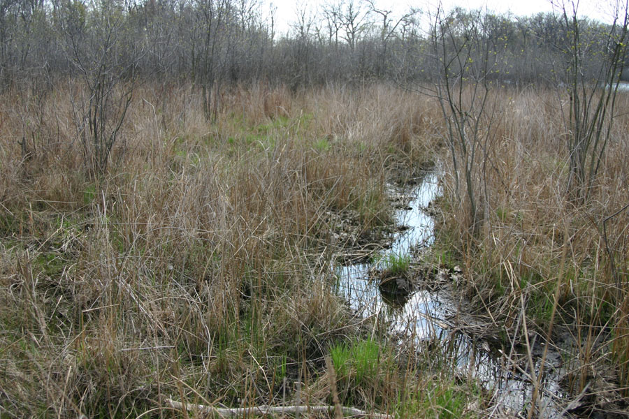 The Fen