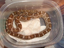 Thornscrub Ratsnake