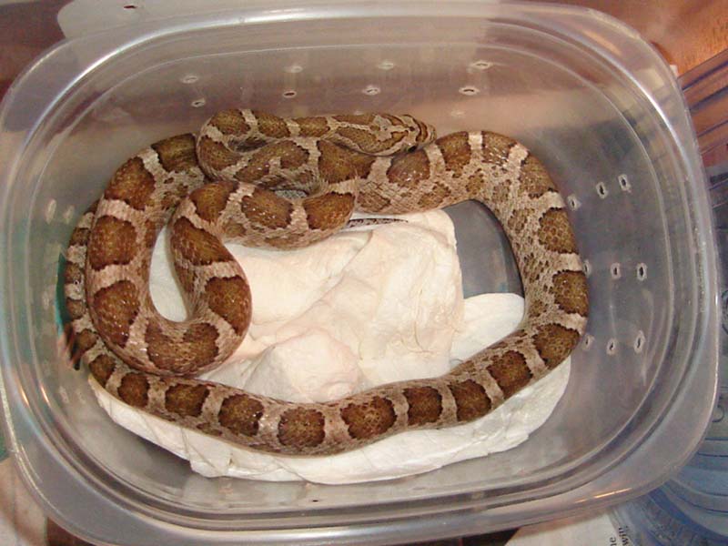 Thornscrub Ratsnake