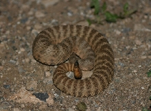 Tiger Rattlesnake