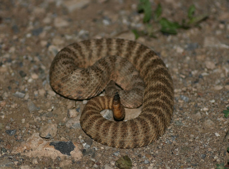 Tiger Rattlesnake