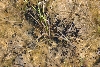 American Toad Eggs