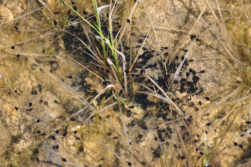 American Toad Eggs