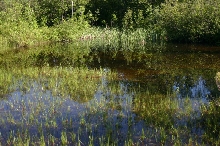 Big Pond
