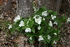 Trilliums