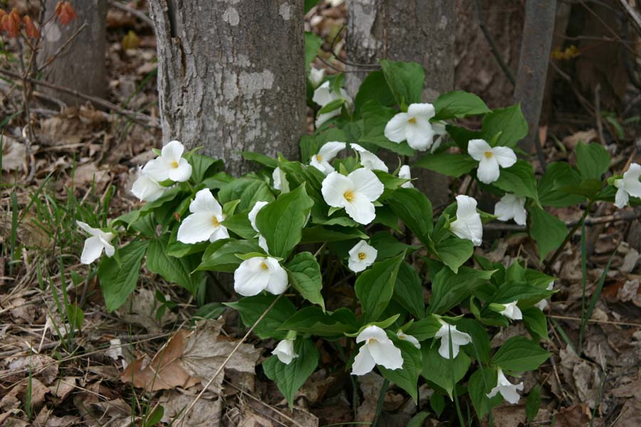 Trilliums