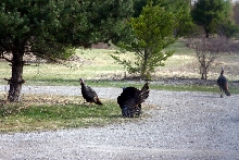 Wild Turkeys