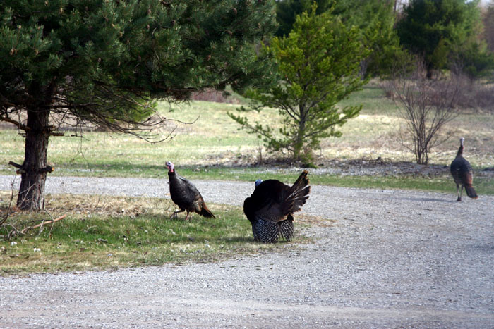Wild Turkeys