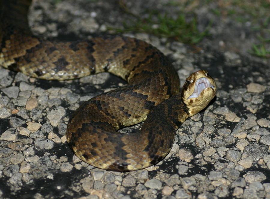 Western Water Mocassin