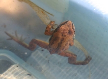 Western Chorus Frog