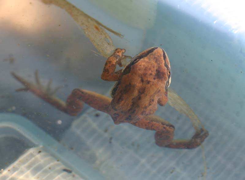 Western Chorus Frog