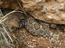 Western Diamondback