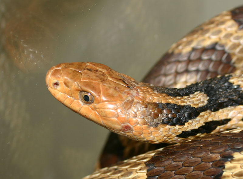 Western Fox Snake