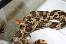 Western Fox Snake