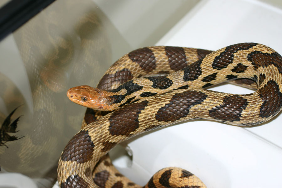 Western Fox Snake