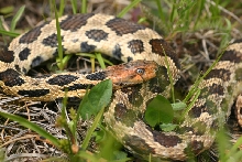 Western Fox Snake