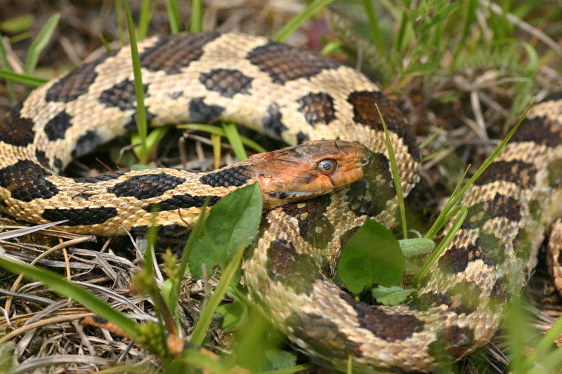 Western Fox Snake