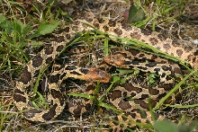 Western Fox Snake
